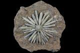 Jurassic Club Urchin (Gymnocidaris) - Boulmane, Morocco #85975-1